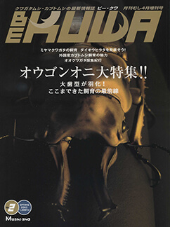 ビークワ6号（BE・KUWA） 輝け！色ムシ大特集 ニジイロクワガタ